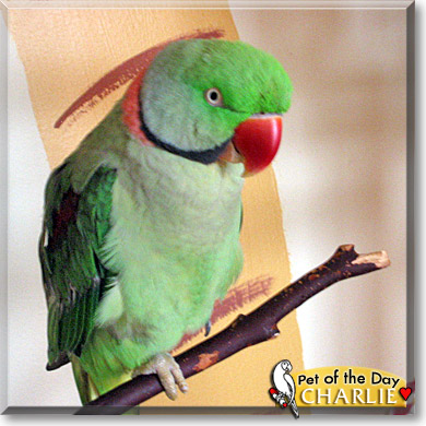 Charlie, the Pet of the Day