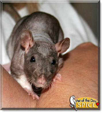 Spice, the Pet of the Day