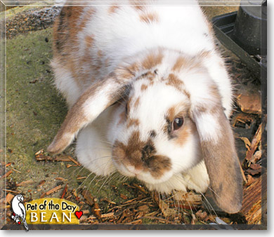 Bean, the Pet of the Day Bean, the Pet of the Day
