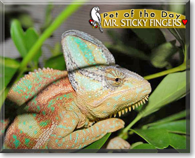 Mr. Sticky Fingers, the Pet of the Day Mr. Sticky Fingers, the Pet of the Day