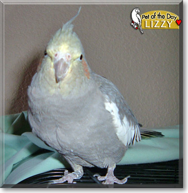 Lizzy, the Pet of the Day Lizzy, the Pet of the Day