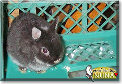 Nuna, the Pet of the Day Nuna, the Pet of the Day