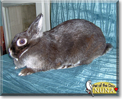 Nuna, the Pet of the Day Nuna, the Pet of the Day