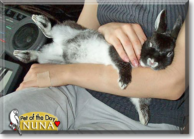 Nuna, the Pet of the Day