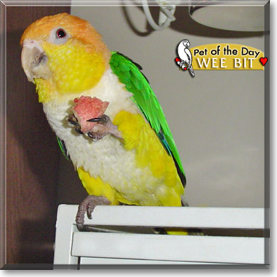 Wee Bit, the Pet of the Day Wee Bit, the Pet of the Day