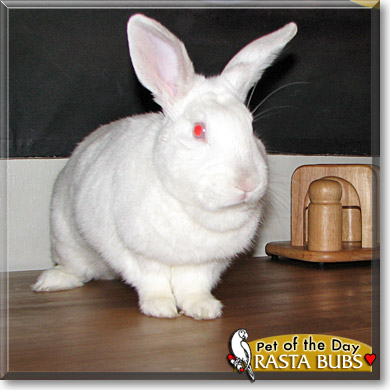 Rasta Bubs, the Pet of the Day Rasta Bubs, the Pet of the Day