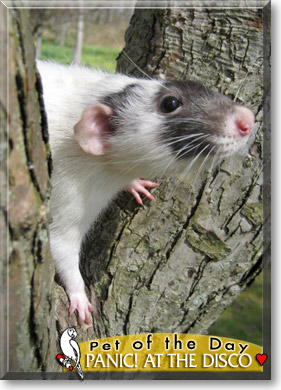 Panic! at the disco, the Pet of the Day Panic! at the disco, the Pet of the Day