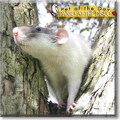 Panic! at the disco, the Pet of the Day Panic! at the disco, the Pet of the Day