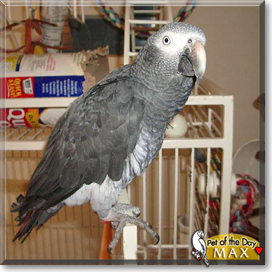 Maximillian, the Pet of the Day Maximillian, the Pet of the Day