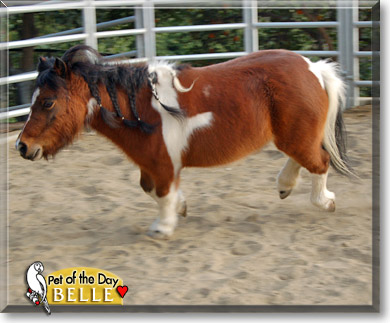 Belle, the Pet of the Day Belle, the Pet of the Day