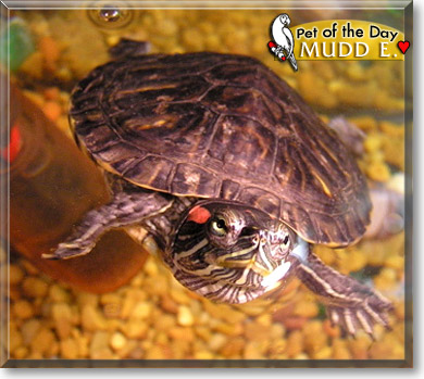 Mudd E. Turtle, the Pet of the Day