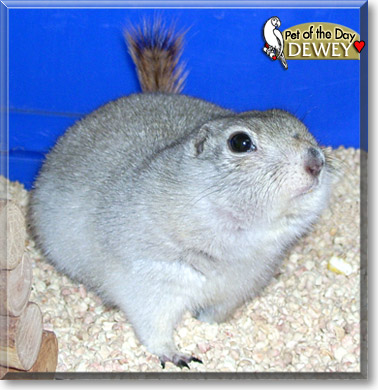 Dewey, the Pet of the Day