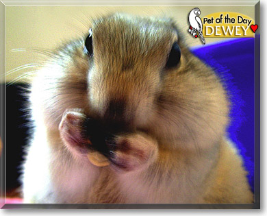 Dewey, the Pet of the Day