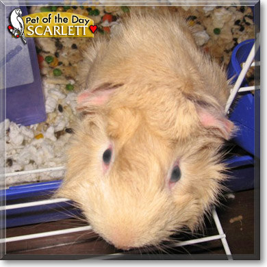 Scarlett, the Pet of the Day Scarlett, the Pet of the Day