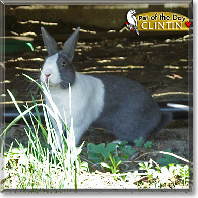 Clintin, the Pet of the Day Clintin, the Pet of the Day