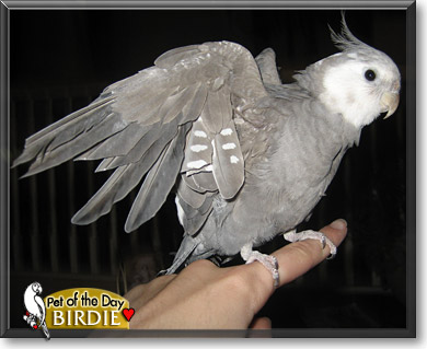 Birdie, the Pet of the Day Birdie, the Pet of the Day