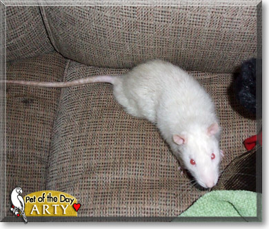 Arty, the Pet of the Day Arty, the Pet of the Day