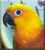 Jake the Jenday Conure