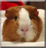 Kirsten the Guinea Pig