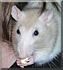 Ashley the Hooded Rat