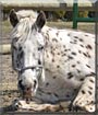 Shayla the Leopard Appaloosa, Pony
