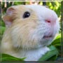 Finlay the Guinea Pig