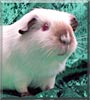Dunya the Himalayan Guinea pig