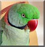 Charlie the Alexandrine Parrot