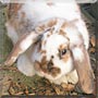 Bean the Dwarf Rabbit