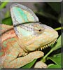Mr. Sticky Fingers the Veiled Chameleon