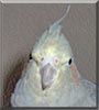 Lizzy the Cockatiel