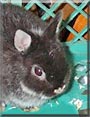 Nuna the Netherland Dwarf Bunny