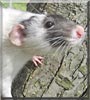 Panic! at the disco the Dumbo Rat