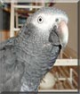Maximillian the Timneh African grey