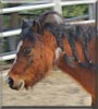 Belle the Miniature Horse