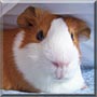 Pippin the Dutch Guinea Pig