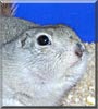 Dewey the Black tail prairie dog