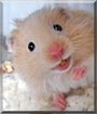 Honey Bear the Honey Bear Hamster