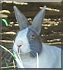 Clintin the Dutch Dwarf Rabbit
