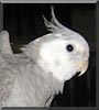 Birdie the Whitefaced Cocktail