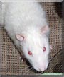 Arty the Rat