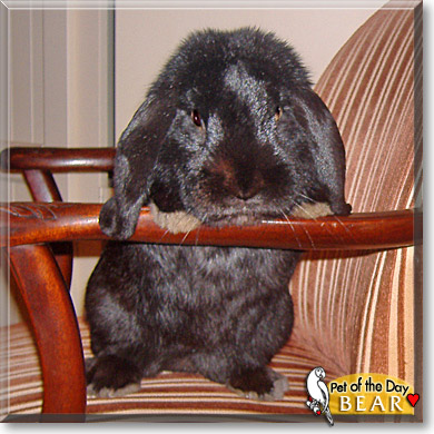 Bear, the Pet of the Day Bear, the Pet of the Day