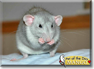 Mango, the Pet of the Day Mango, the Pet of the Day