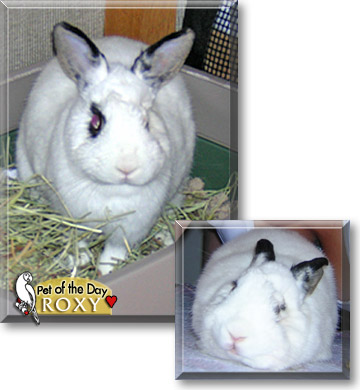 Roxy, the Pet of the Day Roxy, the Pet of the Day