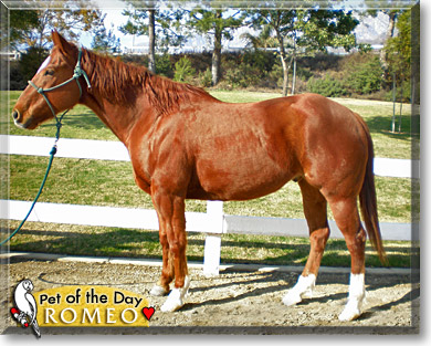 Romeo, the Pet of the Day Romeo, the Pet of the Day