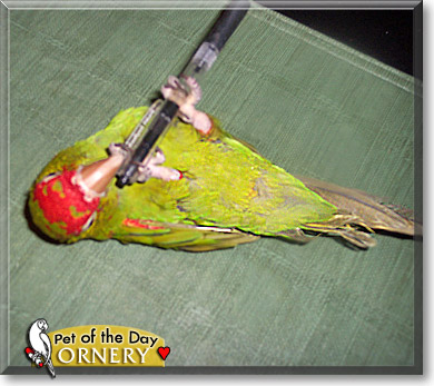 Ornery, the Pet of the Day Ornery, the Pet of the Day