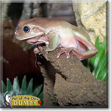 Dumpy, the Pet of the Day Dumpy, the Pet of the Day
