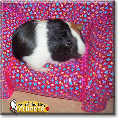 Chipper, the Pet of the Day