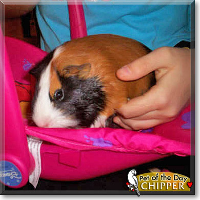 Chipper, the Pet of the Day