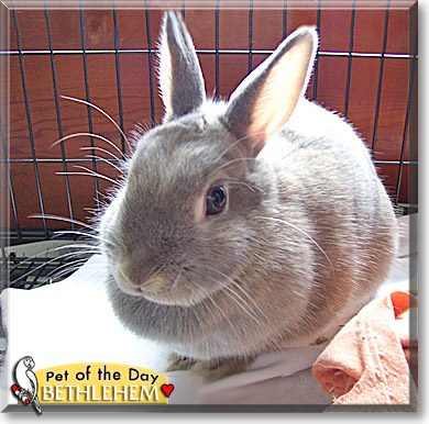 Bethlehem, the Pet of the Day Bethlehem, the Pet of the Day
